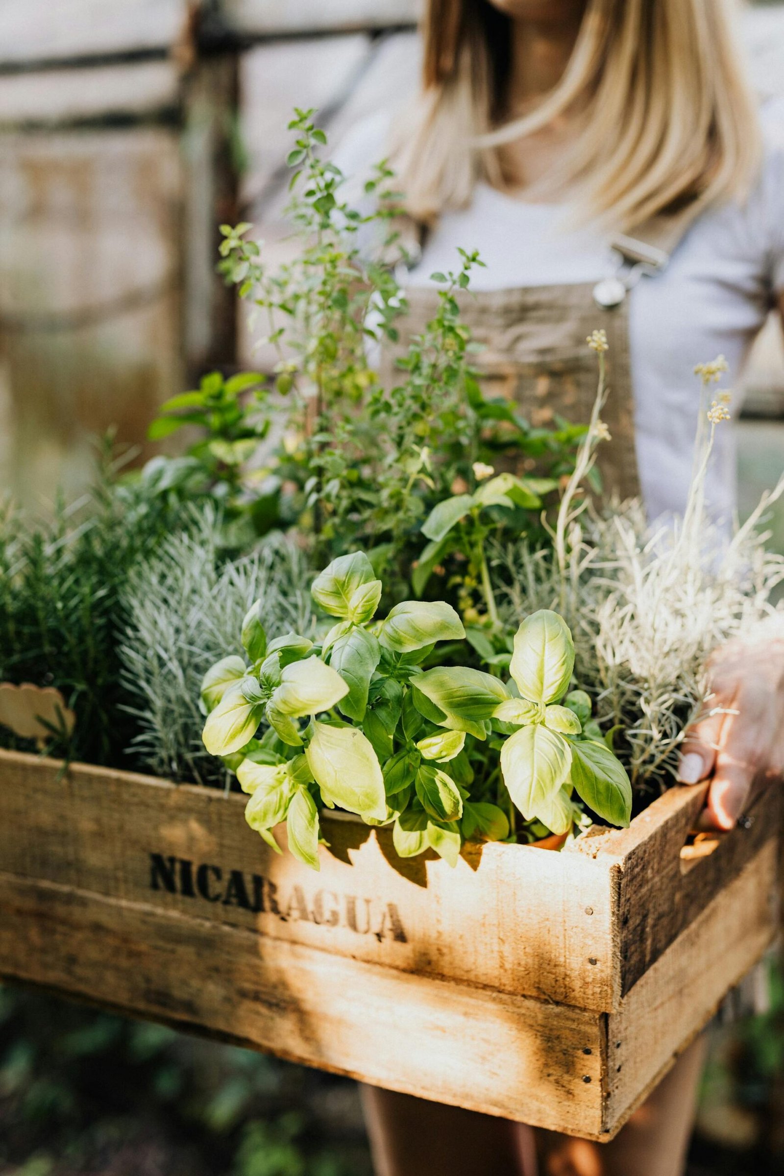 PrimaGround sourcing partner in greenhouse