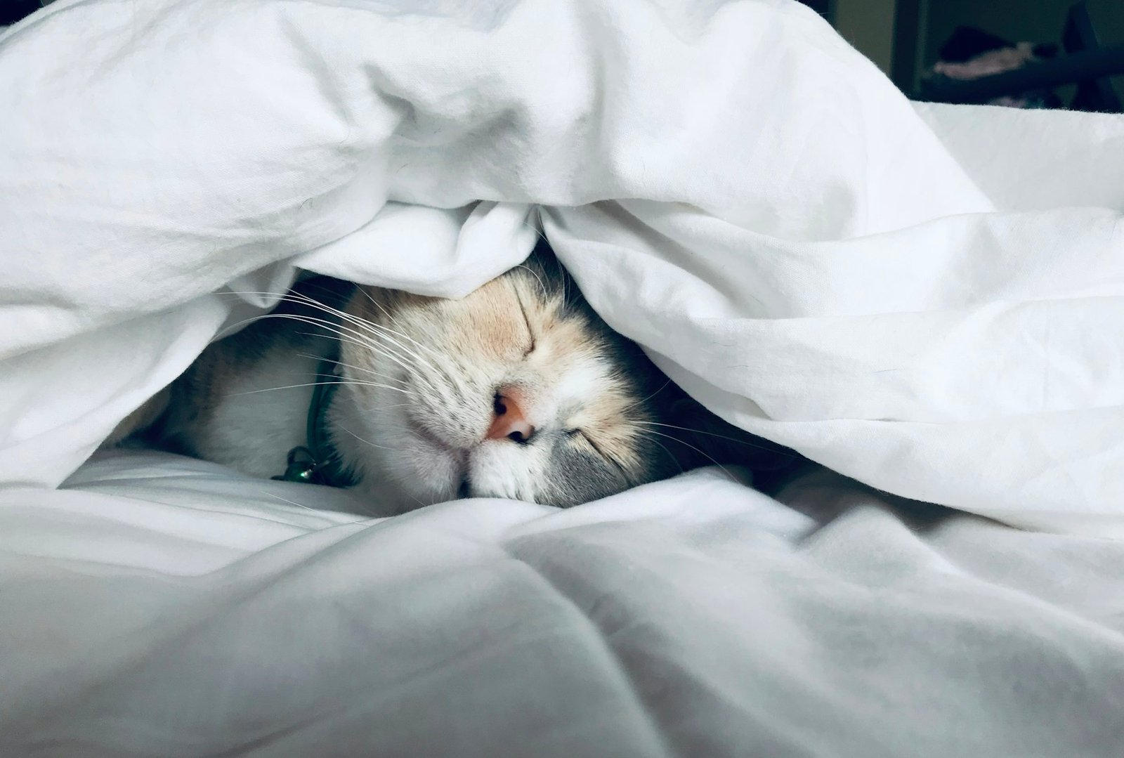 Sleep Architecture: What Your Wearable Doesn’t Tell You